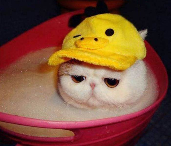 sad cat.jpg