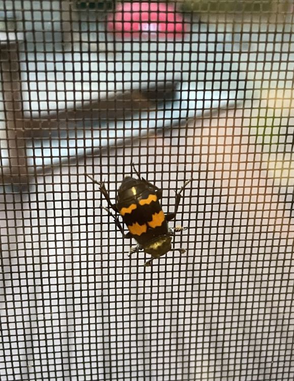 IMG_6182.jpeg
