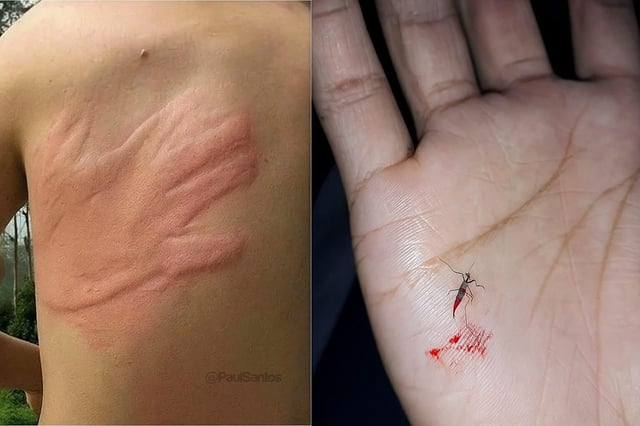mosquito.jpeg