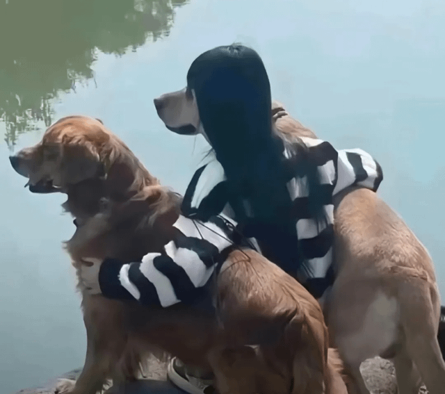 Dogs.png