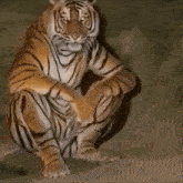Tigre