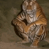 Tigre