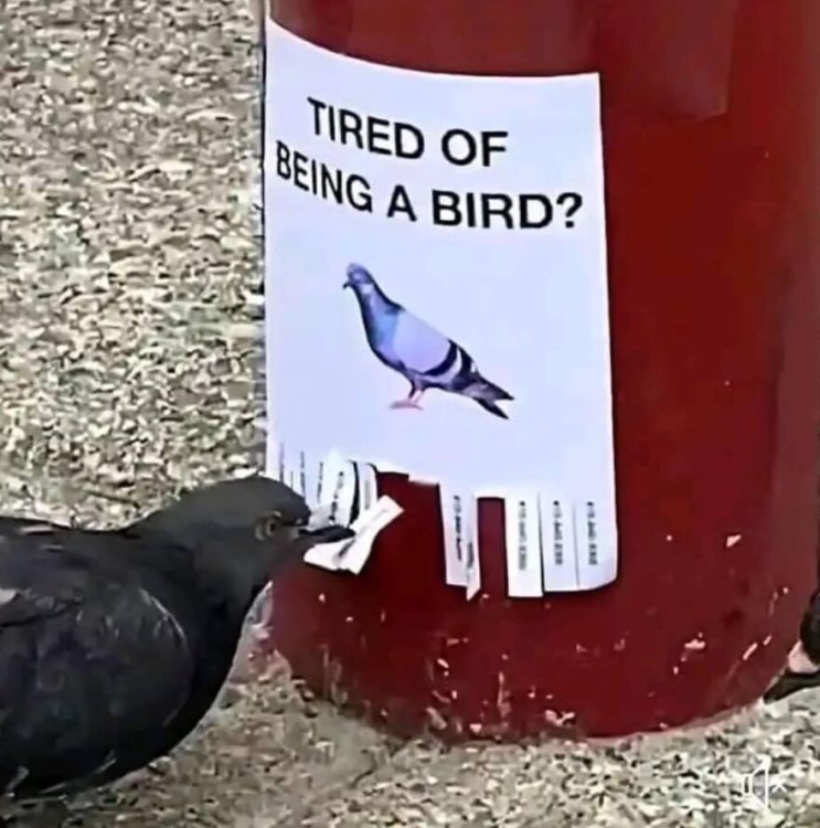 Bird.jpg