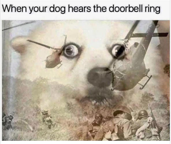 Dog.png