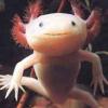 Axolotl